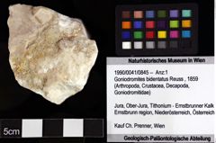 Foto (Objket + Etiketten) von Goniodromites bidentatus (Reuss, 1859) 